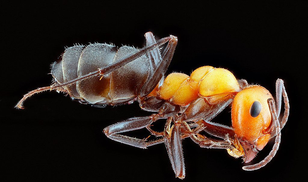 Ant Control service in Fishers, IN