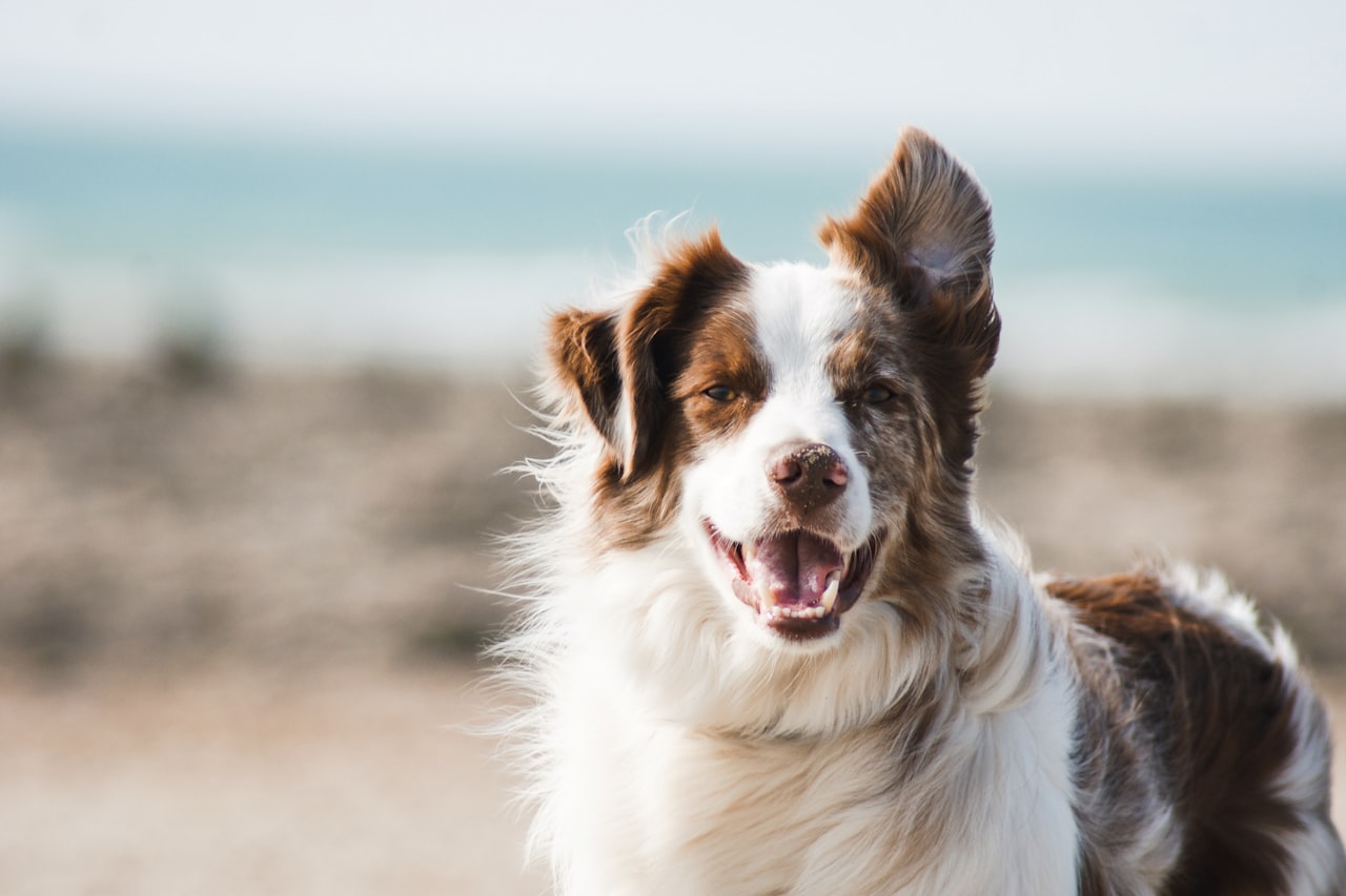 Flea & Tick Control service in Fishers, IN