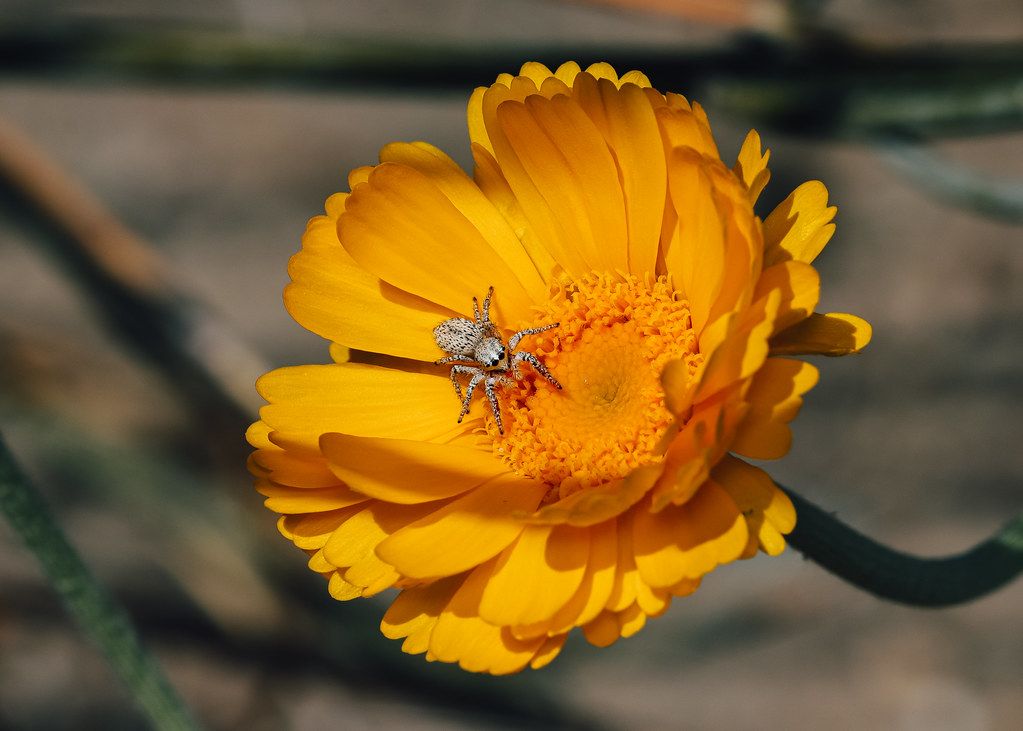 Spider Control service in Fishers, IN